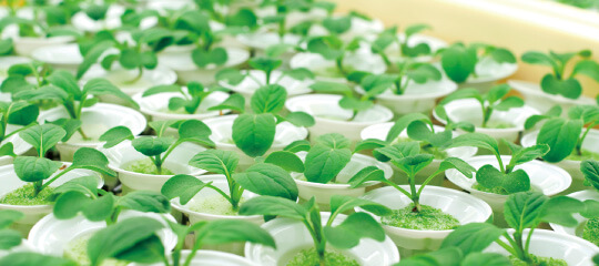 自社の植物工場の苗